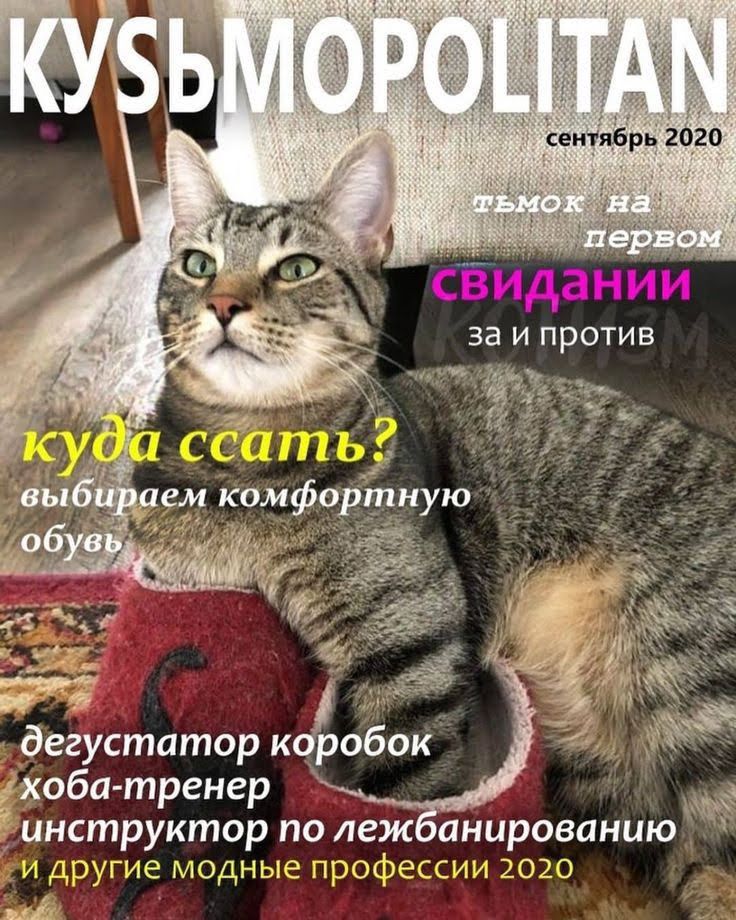 KYSYMOPOLITAN
сентябрь 2020
тьмом на первом
свидании за и против
куда сcать? выбираем комфортную обувь
дегустатор коробок хоба-тренер инструктор по лежбиированию и другие модные профессии 2020