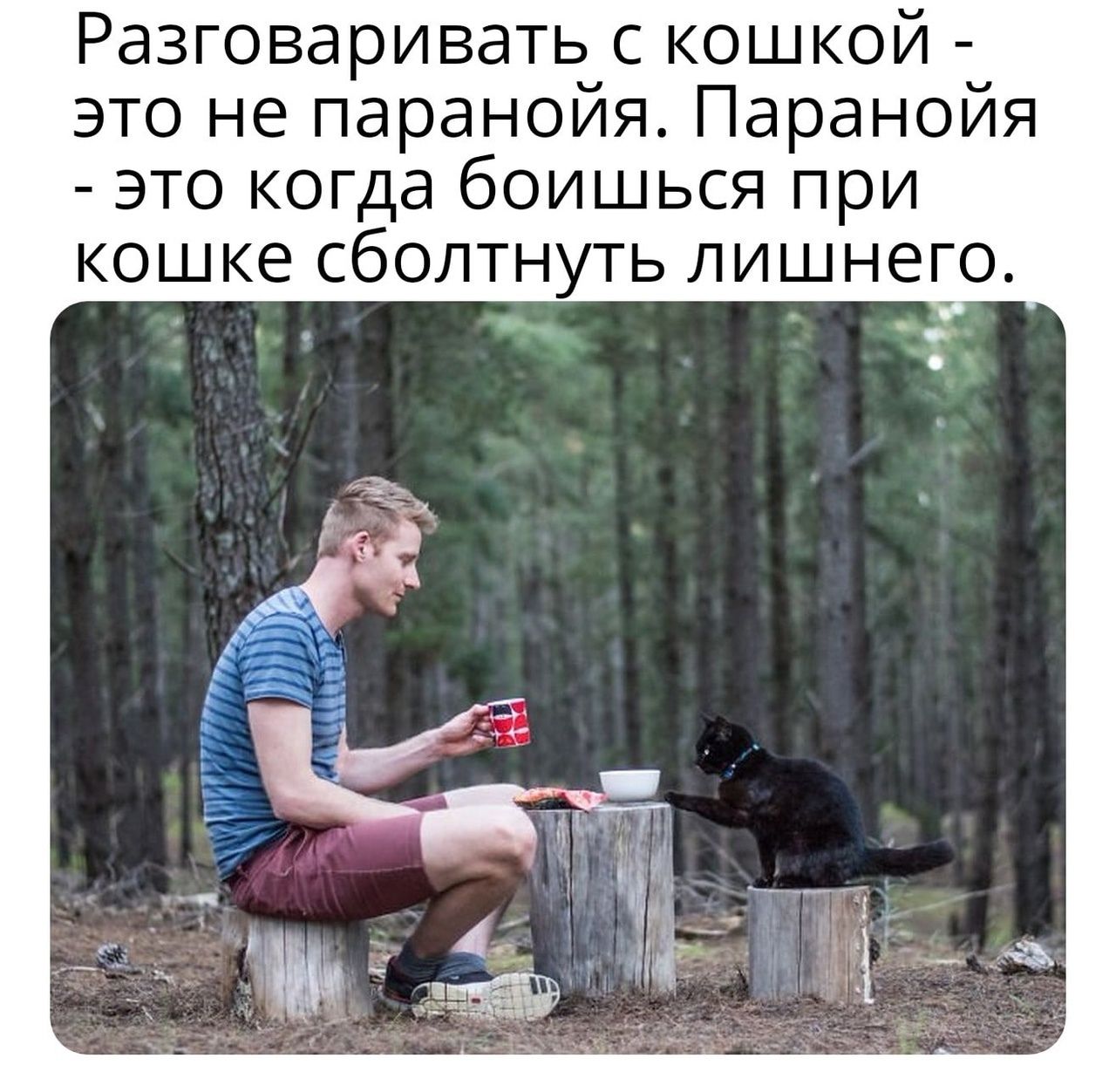 Разговаривать с кошкой - это не паранойя. Паранойя - это когда боишься при кошке сболтнуть лишнего.