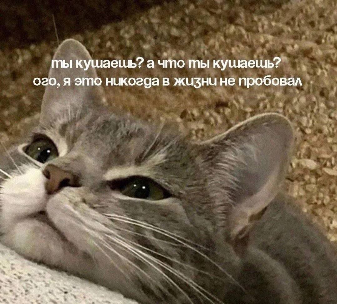 ты кушаешь? а что ты кушаешь? ого, я это никогда в жизни не пробовал