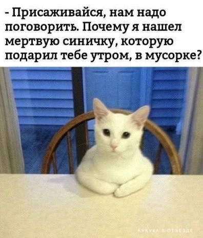 - Присаживайтесь, нам надо поговорить. Почему я нашел мертвую синичку, которую подарил тебе утром, в мусорке?