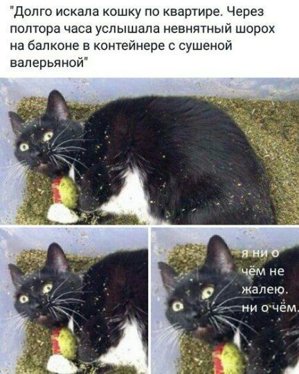 Долго искала кошку по квартире. Через полтора часа услышала невнятный шорох на балконе в контейнере с сушенной валерьянной. я ни о чём не жалeю. ни о чём.