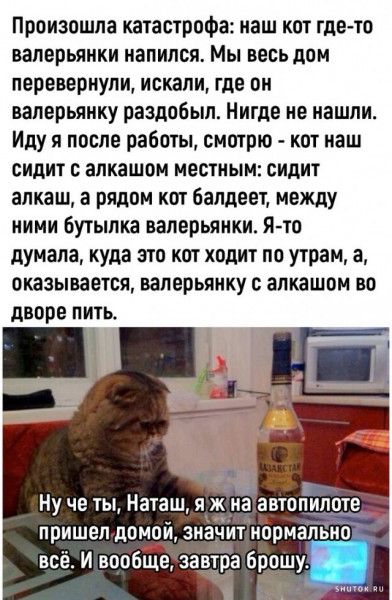 Произошла катастрофа: наш кот где-то Валерьяны напился. Мы весь дом перевернули, искали, где он Валерьянку раздобыл. Нигде не нашли. Иду я после работы, смотрю - кот наш сидит с алкашом местным: сидит алкаш, а рядом кот балдеет, между ними бутылка валерьяники. Я-то думала, куда это кот ходит по утрам, а, оказывается, валерьянку с алкашом во дворе п
