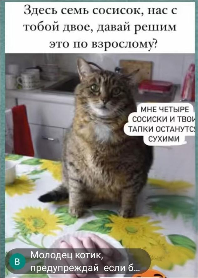Здесь семь сосисок, нас с тобой двое, давай решим это по взрослому?
МНЕ ЧЕТЫРЕ СОСИСКИ И ТВОИ ТАПКИ ОСТАНУТСЯ СУХИМИ
Молодец котик, предупреждай если б...