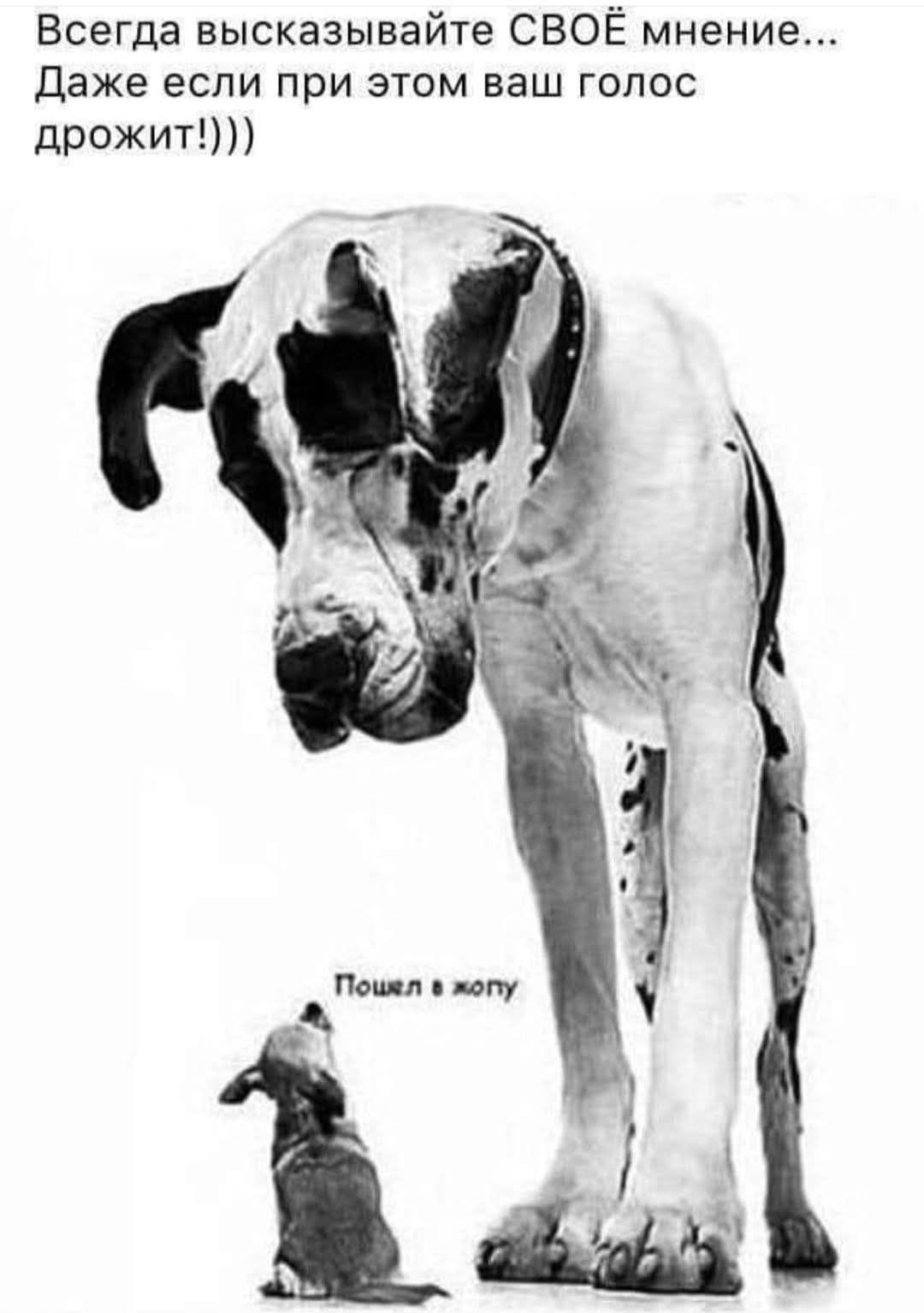 Всегда высказывайте СВОЁ мнение... Даже если при этом ваш голос дрожит!)))

Пошёл в жопу
