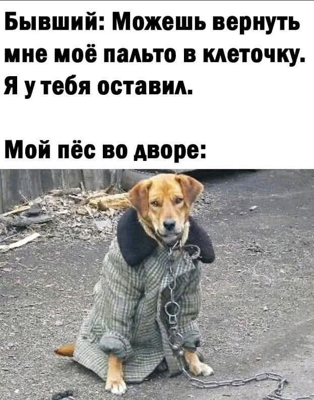 Бывший: Можешь вернуть мне моё пальто в клеточку. Я у тебя оставил. Мой пёс во дворе: