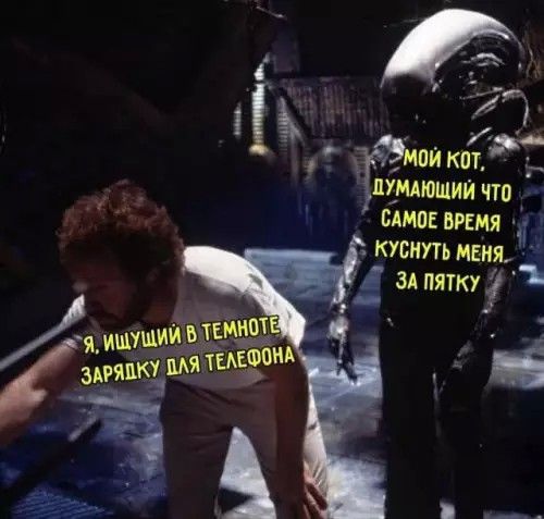 Я, ищущий в темноте зарядку для телефона
Мой кот, думающий что самое время куснуть меня за пятку