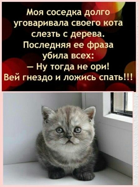 Моя соседка долго уговаривала своего кота слезть с дерева. Последняя ее фраза убила всех: — Ну тогда не ори! Вей гнездо и ложись спать!!!