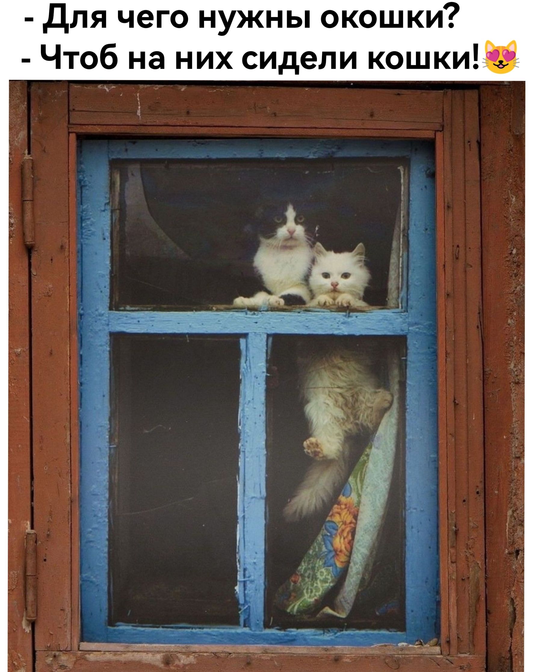- Для чего нужны окошки?
- Чтоб на них сидели кошки!