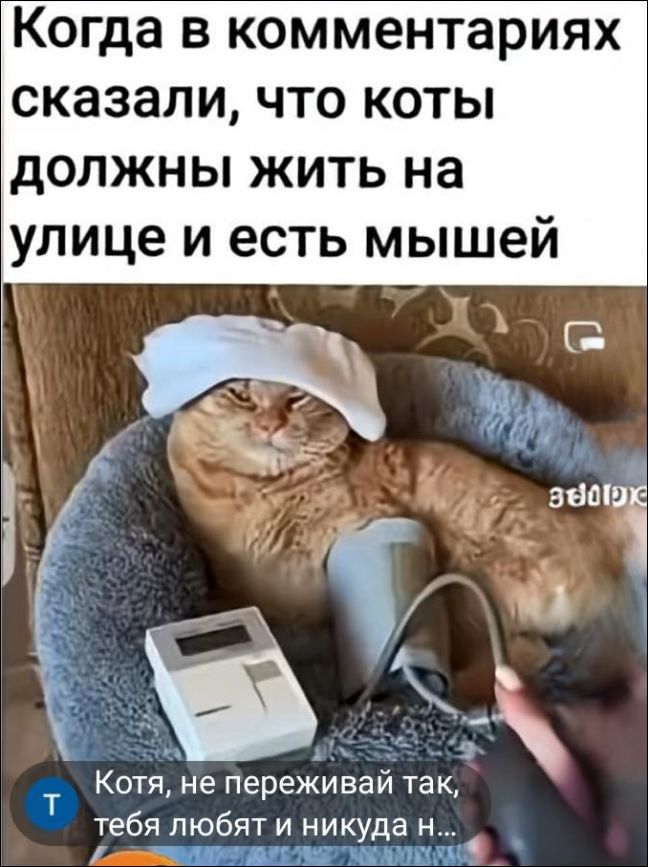 Когда в комментариях сказали, что коты должны жить на улице и есть мышей. Котя, не переживай так, тебя любят и никуда н...