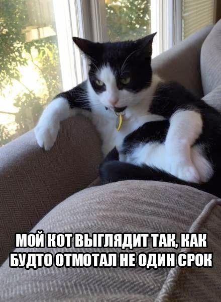 МОЙ КОТ ВЫГЛЯДИТ ТАК, КАК БУДТО ОТМOTАЛ НЕ ОДИН СРОК