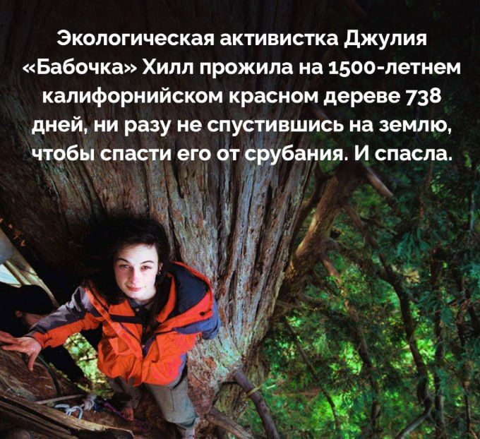 Экологическая активистка Джулия «Бабочка» Хилл прожила на 1500-летнем калифорнийском красном дереве 738 дней, ни разу не спустившись на землю, чтобы спасти его от срубания. И спасла.