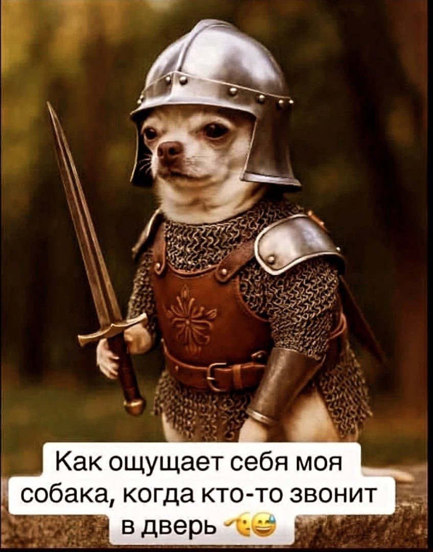 Как ощущает себя моя собака, когда кто-то звонит в дверь