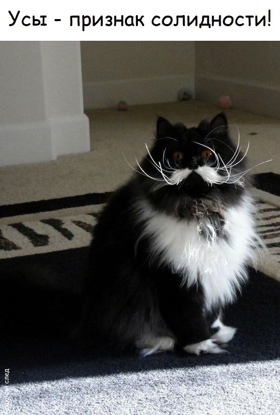 Усы - признак солидности!