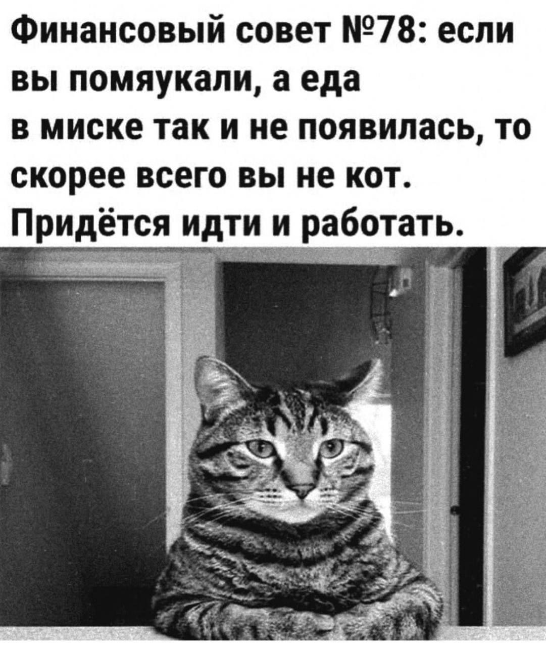 Финансовый совет №78: если вы помяукали, а еда в миске так и не появилась, то скорее всего вы не кот. Придётся идти и работать.