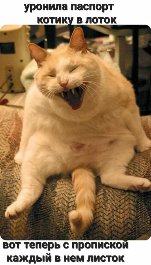 уронила паспорт котику в лоток
вот теперь с пропиской каждый в нем листок