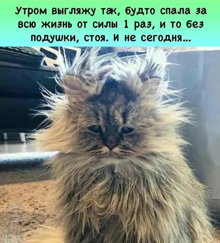 Утром выгляжу так, будто спала за всю жизнь от силы 1 раз, и то без подушки, стоя. и не сегодня...