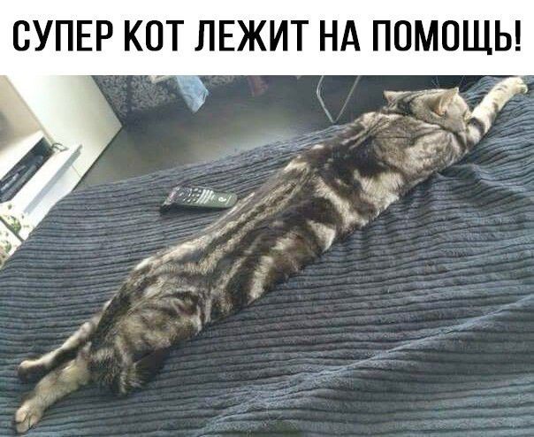 СУПЕР КОТ ЛЕЖИТ НА ПОМОЩЬ!