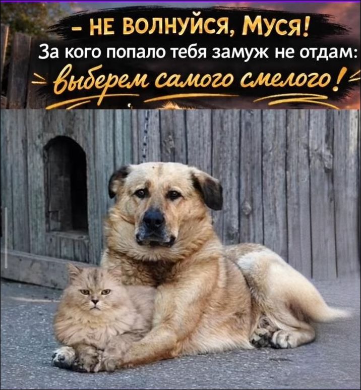 — НЕ ВОЛНУЙСЯ, МУСЯ! За кого попало тебя замуж не отдам: выберем самого смелого!