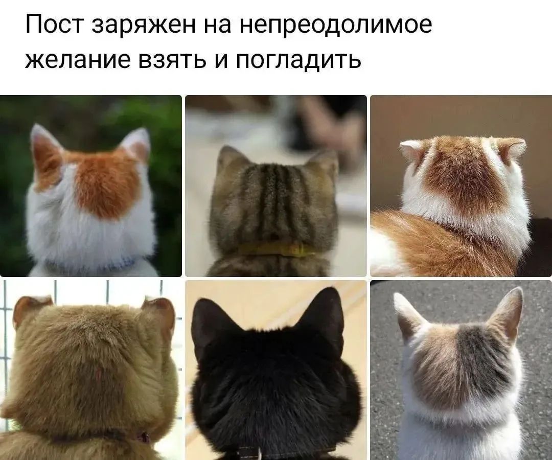 Пост заряджен на непредодолимое желание взять и погладить