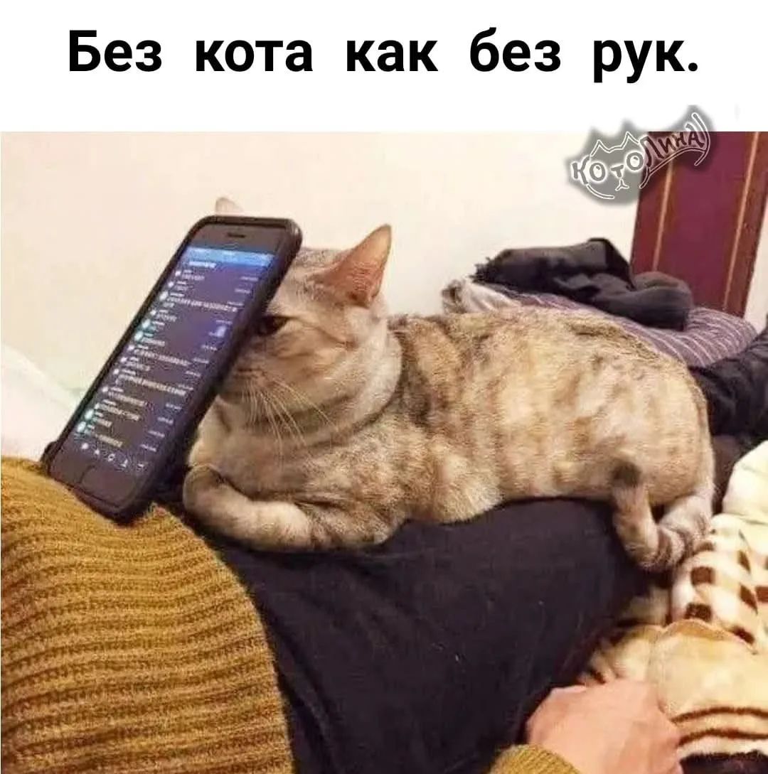 Без кота как без рук.
