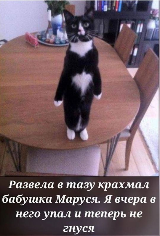 Развела в тазу крахмал бабушка Маруся. Я вчера в него упал и теперь не гнуса