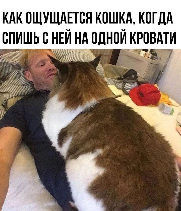 КАК ОЩУЩАЕТСЯ КОШКА, КОГДА СПИШЬ С НЕЙ НА ОДНОЙ КРОВАТИ