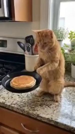 Горячий кот стоит на кухонной столешнице рядом со сковородой, в которой лежит блин/панкейк.