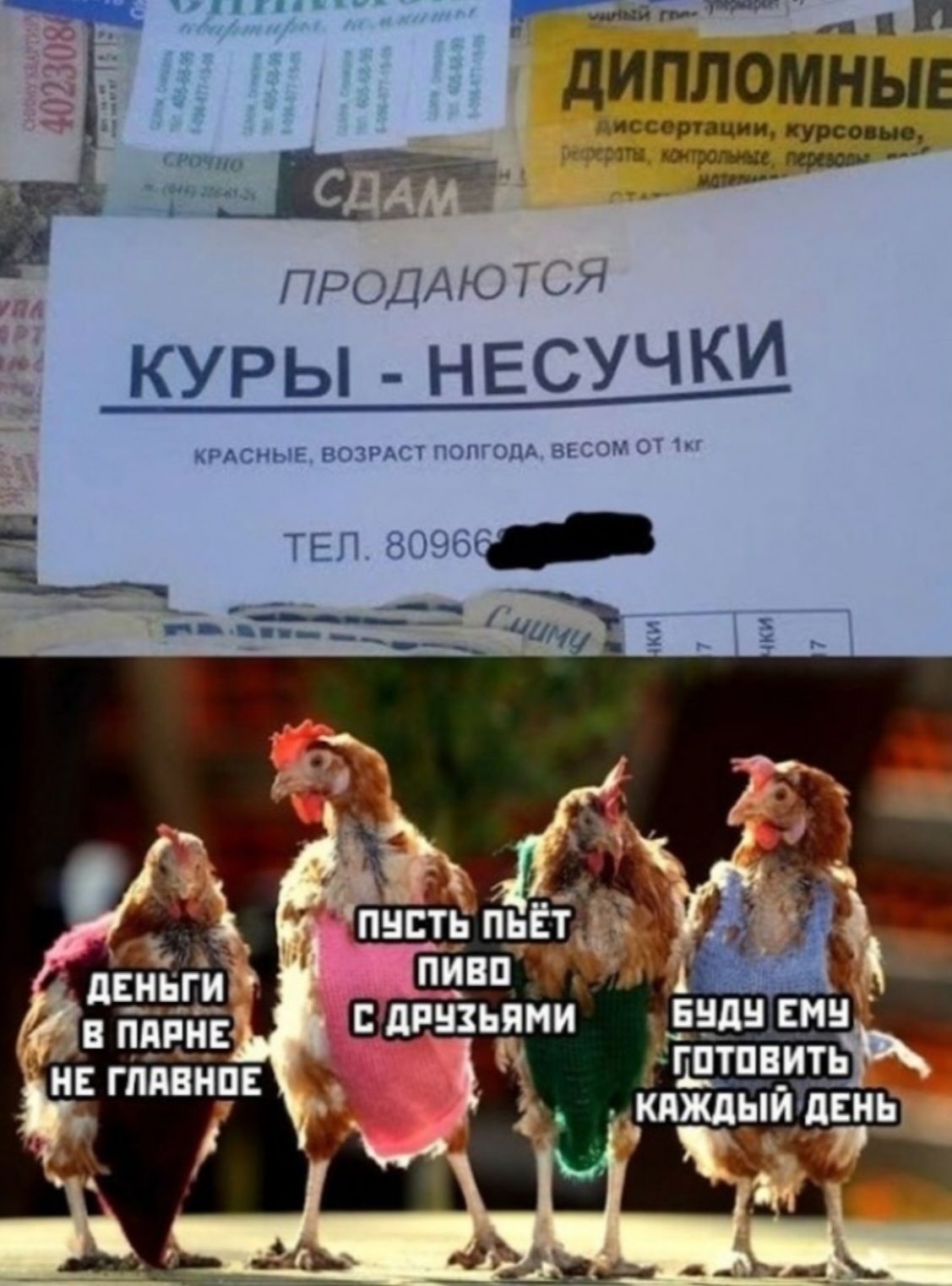 ПРОДАЮТСЯ КУРЫ - НЕСУЧКИ
КРАСНЫЕ, ВОЗРАСТ ПОГОДА, ВЕСОМ ОТ 1КГ
ТЕЛ. 80966[скрыто]
