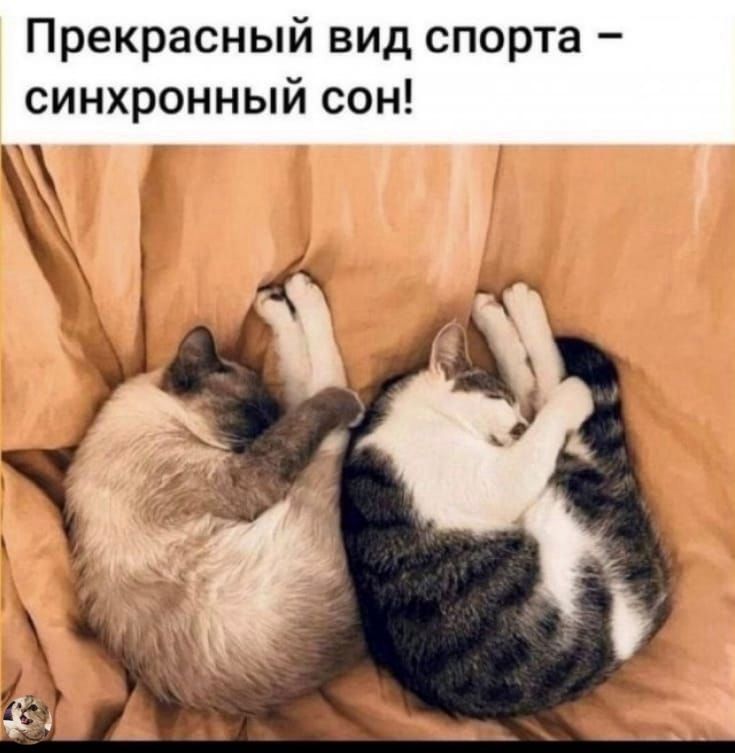 Прекрасный вид спорта – синхронный сон!