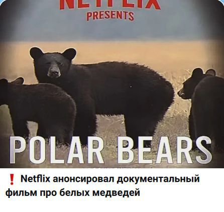 NETFLIX PRESENTS
POLAR BEARS
! Netflix анонсирован документальный фильм про белых медведей