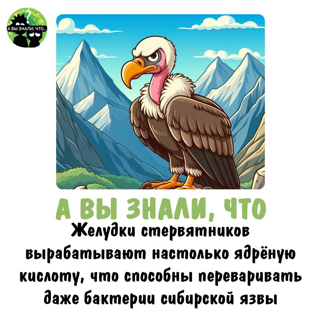 А ВЫ ЗНАЛИ, ЧТО Желудки стервятников вырабатывают настолько ядерную кислоту, что способны переваривать даже бактерии СИБИРСКОЙ ЯЗЫВЫ