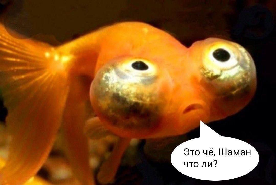 Это чё, Шаман что ли?