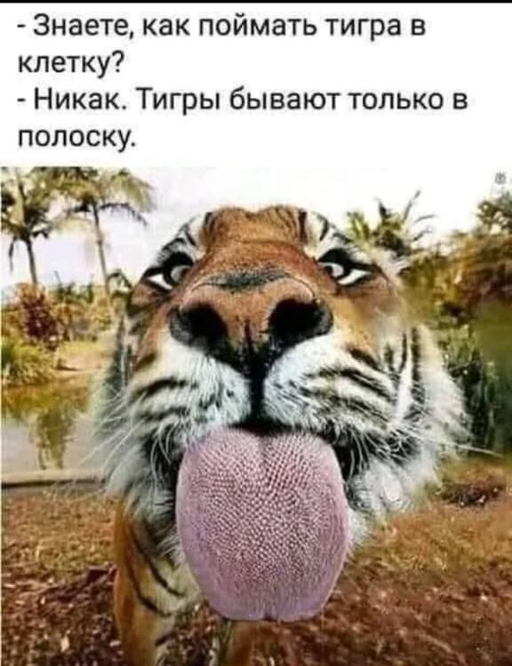 - Знаете, как поймать тигра в клетку?
- Никак. Тигры бывают только в полоску.