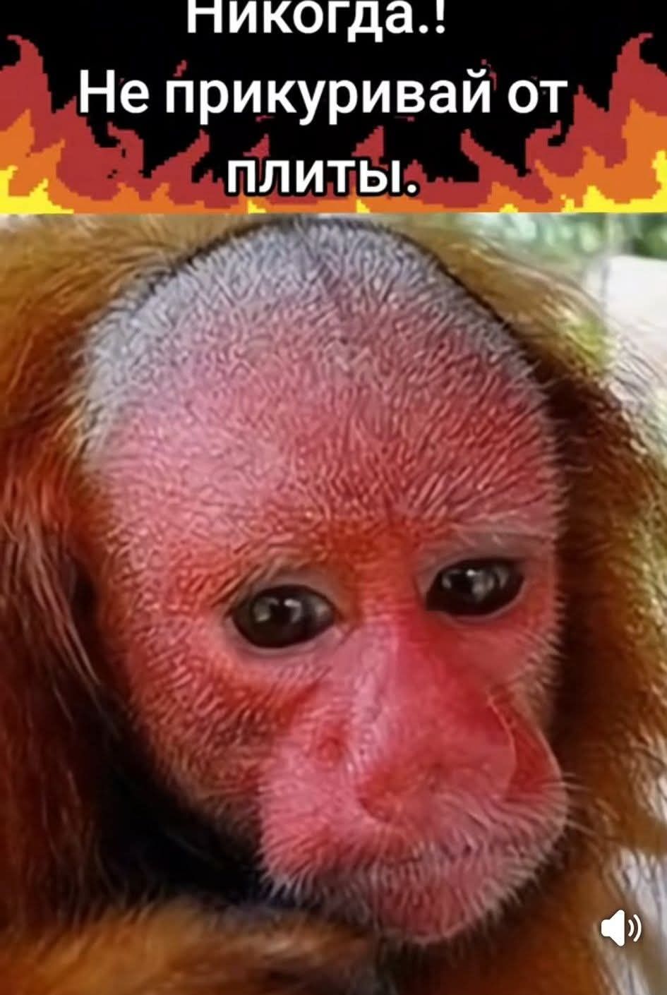 Никогда.! Не прикуривай от плиты.