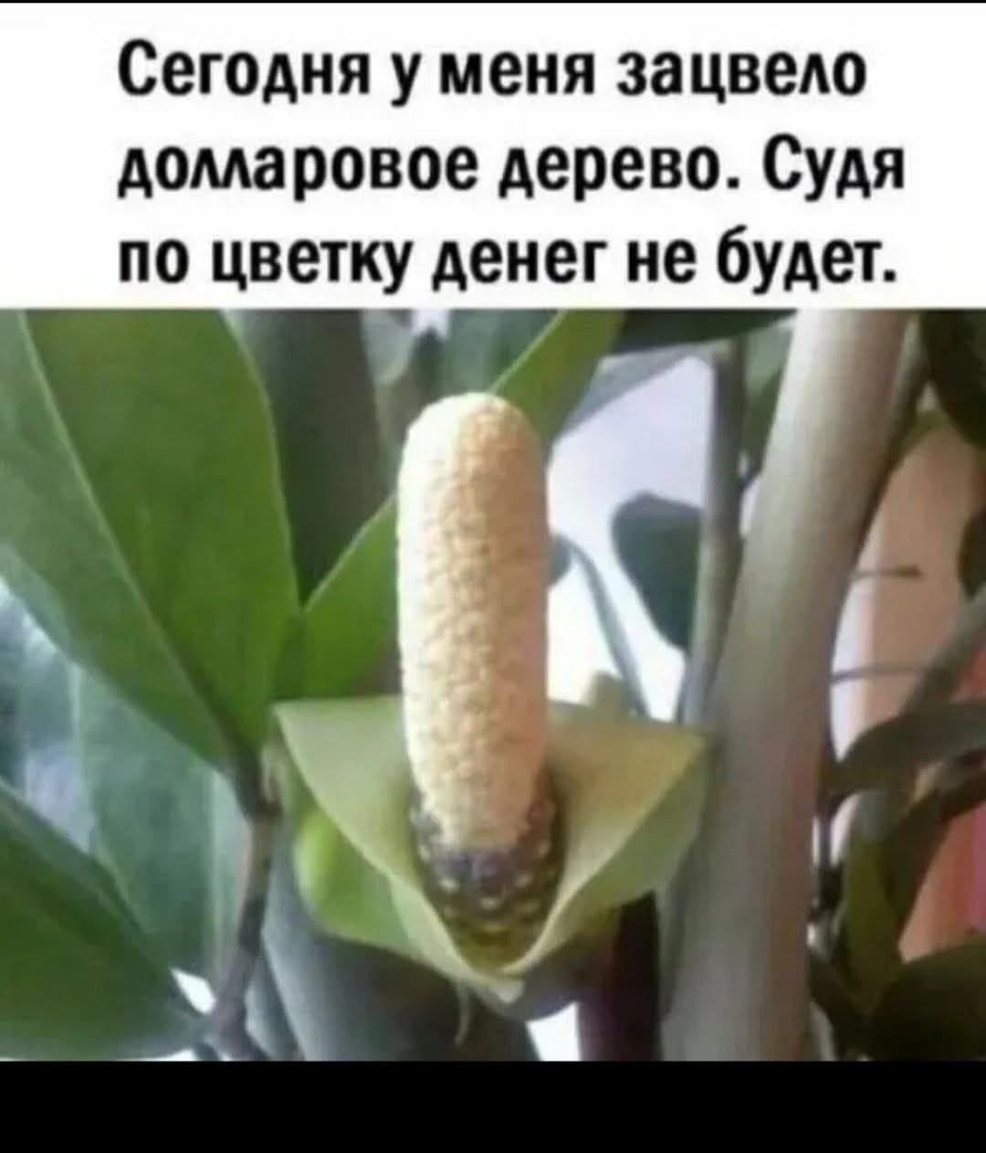 Сегодня у меня зацвел долларовое дерево. Судя по цветку денег не будет.