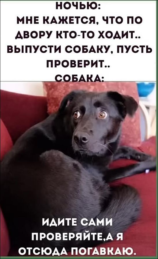 НОЧЬЮ: МНЕ КАЖЕТСЯ, ЧТО ПО ДВОРУ КТО-ТО ХОДИТ.. ВЫПУСТИ СОБАКУ, ПУСТЬ ПРОВЕРИТ.. СОБАКА: ИДИТЕ САМИ ПРОВЕРЯЙТЕ, А Я ОТСЮДА ПОГАВКАЮ.