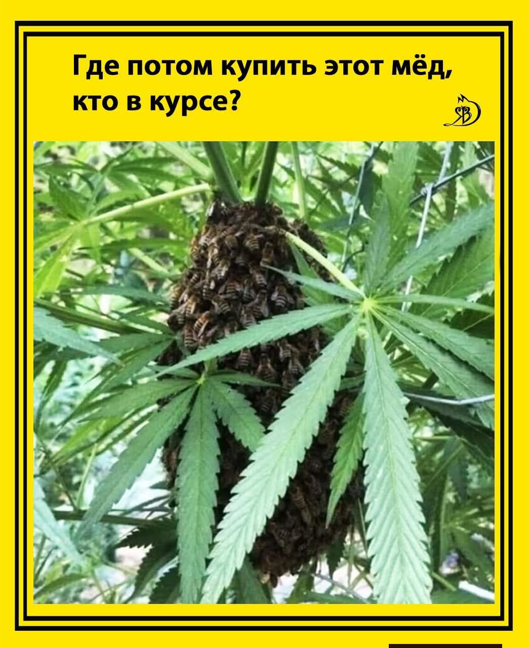 Где потом купить этот мёд, кто в курсе?