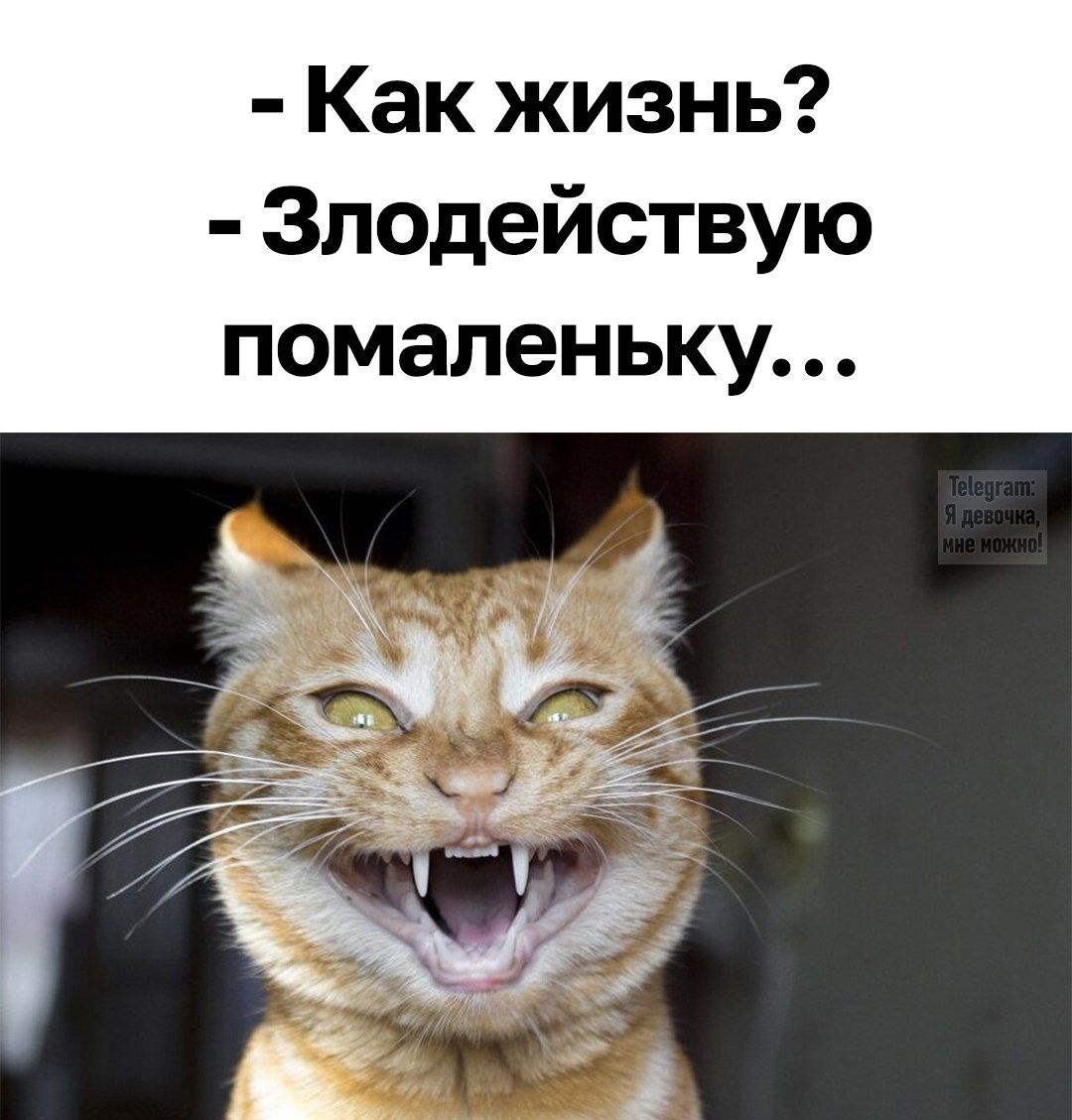 - Как жизнь?
- Злодействую помаленьку...