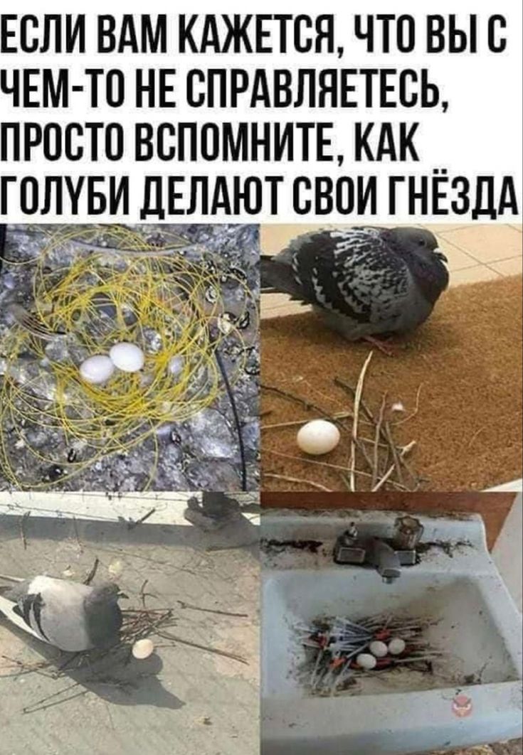 Если вам кажется, что вы с чем-то не справляетесь, просто вспомните, как голуби делают свои гнезда