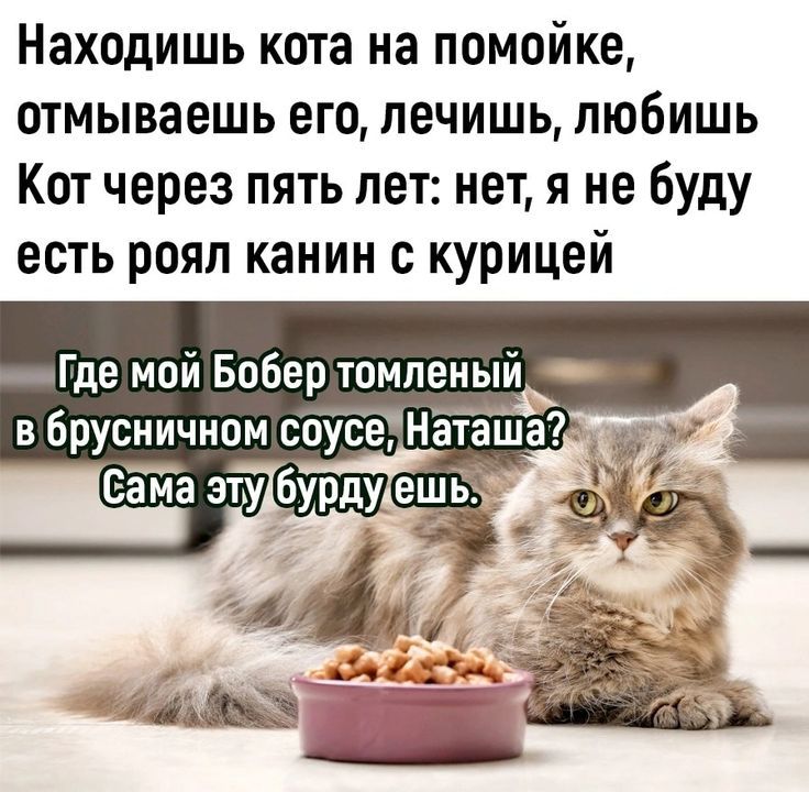 Находишь кота на помойке, отмываешь его, лечишь, любишь Кот через пять лет: нет, я не буду есть роял канин с курицей
Где мой Бобер томленный в брусничном соусе, Наташа? Сама эту бурду ешь.