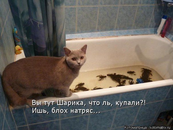 Вы тут Шарика, что ль, купали?! Ишь, блох натряс...
