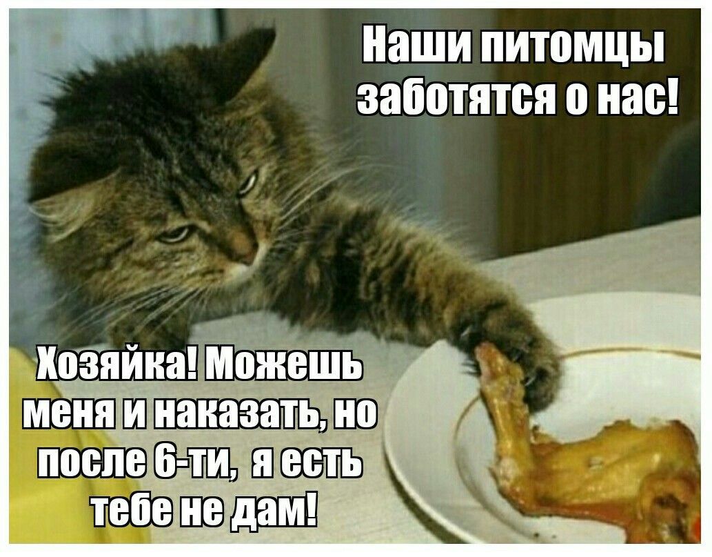 Наши питомцы заботятся о нас! Хозяйка! Можешь: меня и наказать, но после 6-ти, я есть тебе не дам!