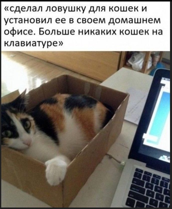 «сделал ловушку для кошек и установил ее в своем домашнем офисе. Больше никаких кошек на клавиатуре»