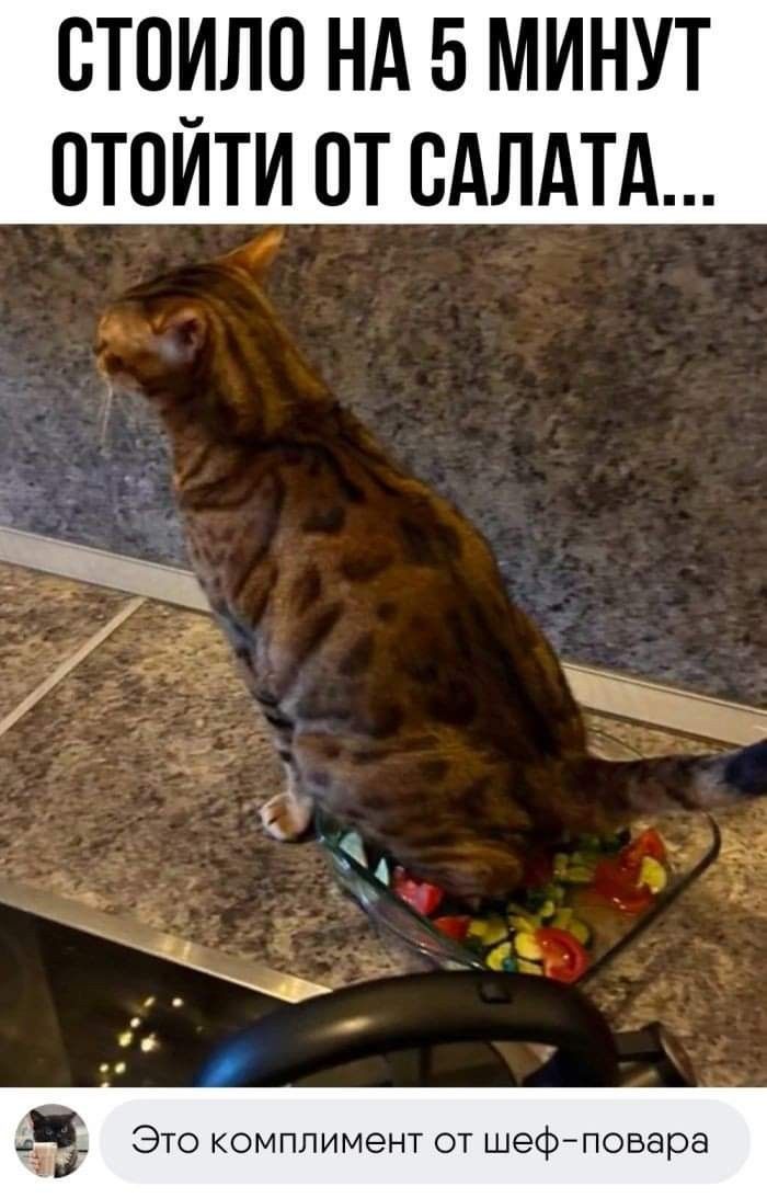 СТОИЛО НА 5 МИНУТ ОТОЙТИ ОТ САЛАТА... Это комплимент от шеф-повара