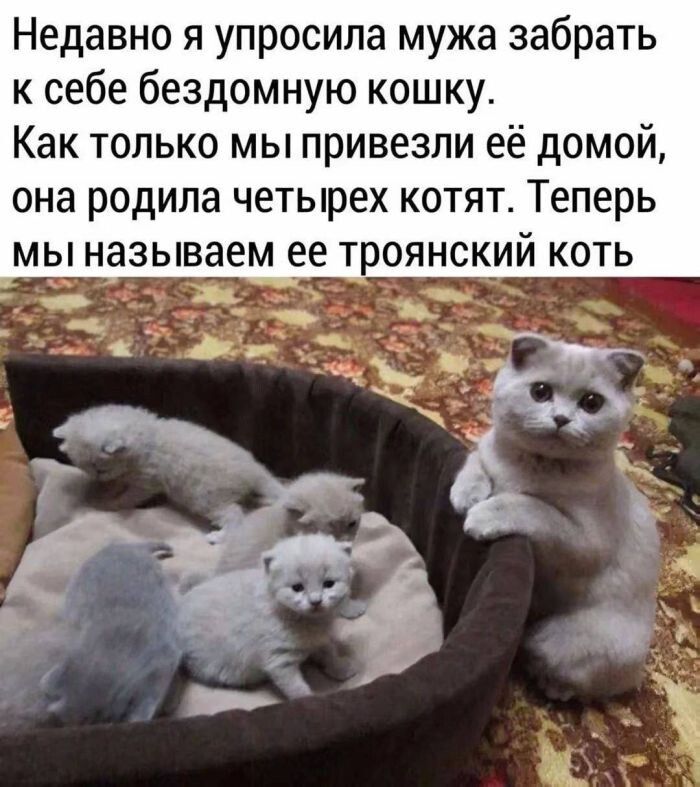 Недавно я попросила мужа забрать к себе бездомную кошку. Как только мы привезли её домой, она родила четырёх котят. Теперь мы называем ее троянский коть