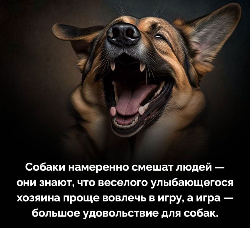 Собаки намеренно смешат людей — они знают, что веселого улыбaющегося хозяина проще вовлечь в игру, а игра — большое удовольствие для собак.