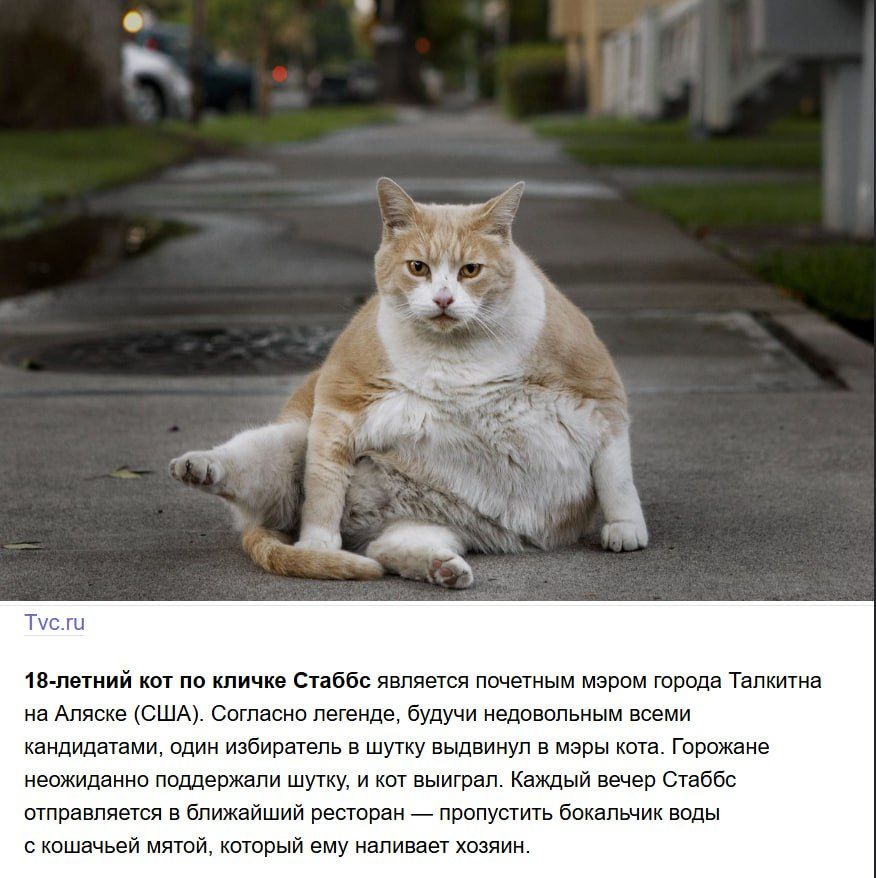 18-летний кот по кличке Стаббс является почетным мэром города Такпкинта на Аляске (США). Согласно легенде, будучи недовольным всеми кандидатами, один из избирателей в шутку выдвинул в мэры кота. Горожане неожиданно поддержали шутку, и кот выиграл. Каждый избиратель Стяббс отправляется в ближайший ресторан — пропустить бокаль воды с кошачьей мятой, 