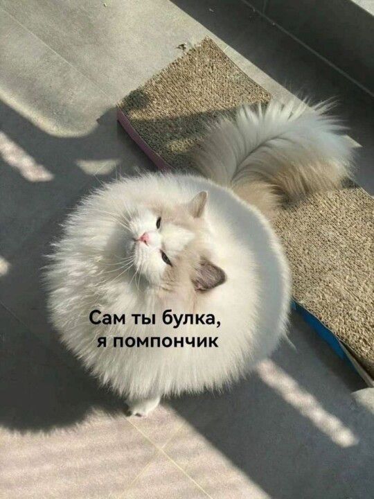 Сам ты булка, я помпончик