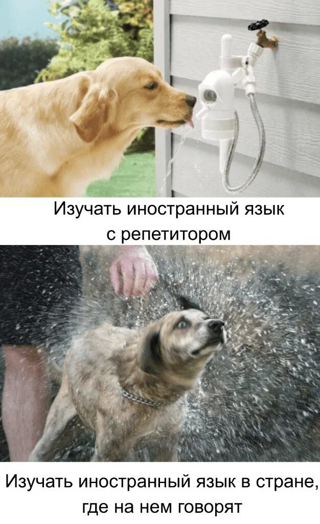 Изучать иностранный язык с репетитором
Изучать иностранный язык в стране, где на нем говорят