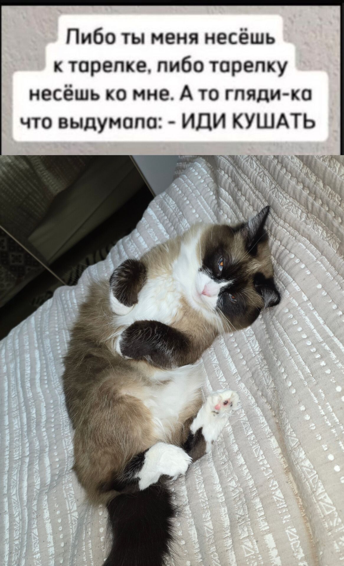 Либо ты меня несёшь к тарелке, либо тарелку несёшь ко мне. А то гляди-ка что выдумала: - ИДИ КУШАТЬ